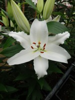 [5286 Ortolan No02.JPG]